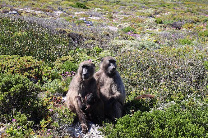 Cape Town: Cape of Good Hope, Table Mountain & Wine Tasting Tour - Camps Bay from Maidens Cove