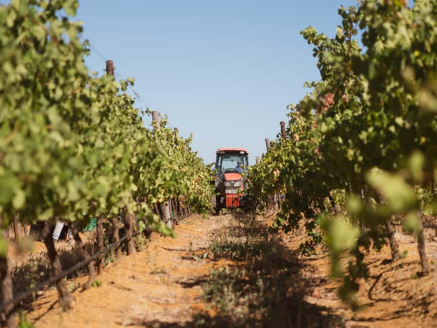 Cape Town: Full-Day Winelands Tour with Wine Tastings & Food - The scenery is part of the price