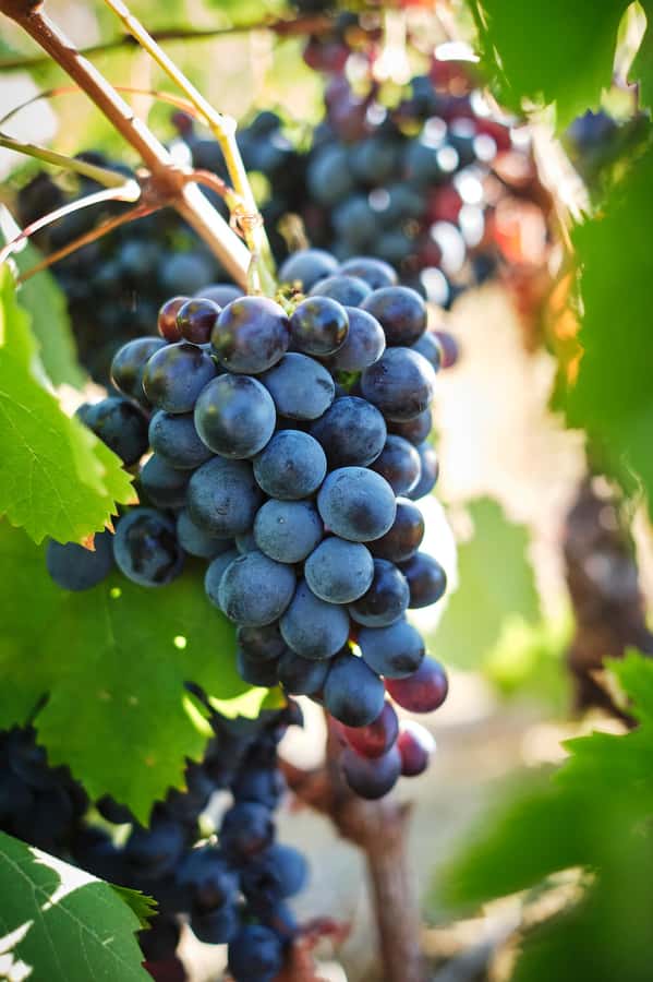 Cape Town: Full-Day Winelands Tour with Wine Tastings & Food - What the tour does not do