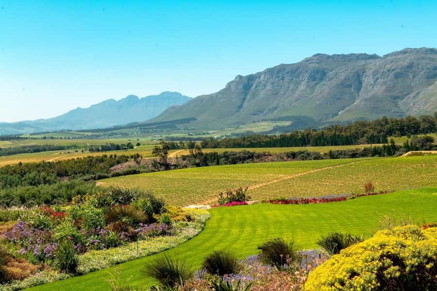 Cape Town: Guided Winelands Tour & Tasting in Stellenbosch - Why this half-day wine trip works