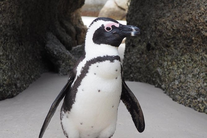 Cape Town Peninsula Day Tour ( Cape Point/Boulders/Wine Tasting) - Boulders Beach and the penguin colony