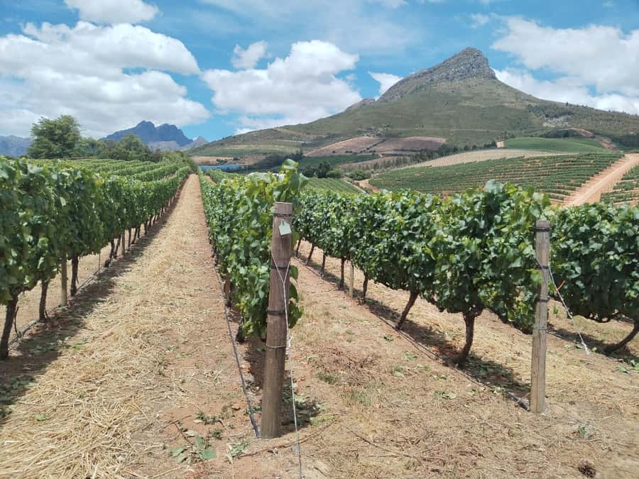 Cape Town: Stellenbosch, Franschhoek, Wine Tasting and Tram - Why this Cape Winelands tour works as a first day out