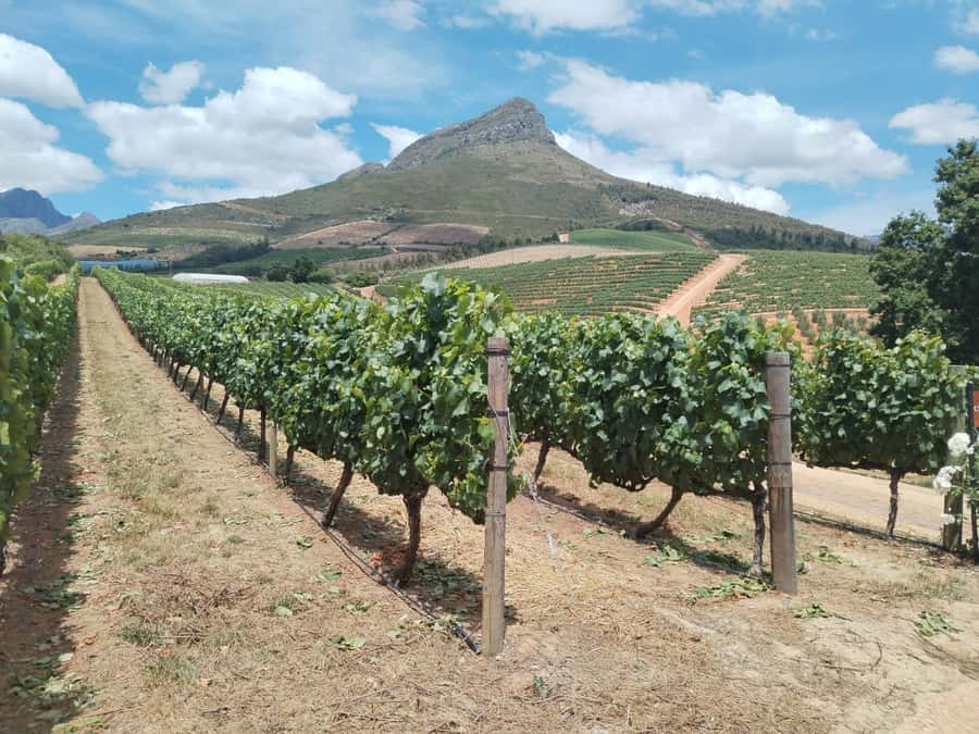 Cape Town: Stellenbosch, Franschhoek, Wine Tasting and Tram - Stellenbosch gives you 40 minutes on foot