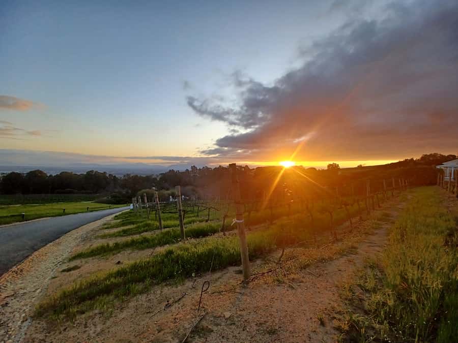 Cape Town: Stellenbosch Wine Half-Day Tour - From Cape Town to the Stellenbosch vineyards