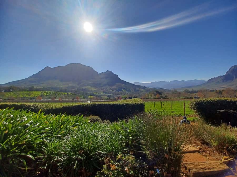 Cape Town: Stellenbosch Wine Half-Day Tour - Fairview and wine with cheese