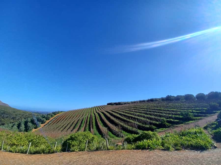 Cape Town: Stellenbosch Wine Half-Day Tour - Marianne and the South African biltong pairing