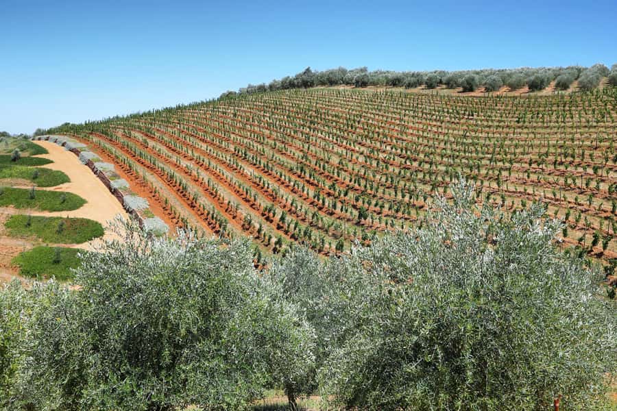 Cape Town: Wine Tram & Winelands Tour with Tastings & Pickup - Small group or private tour?