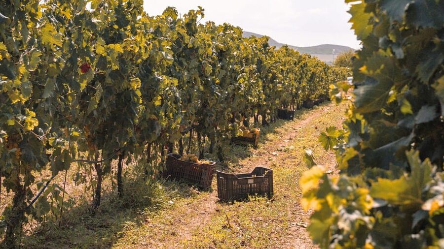 Castelsardo: visit a vineyard with wine tasting at sunset - Key points at a glance