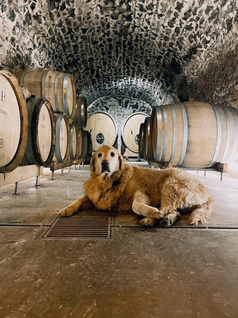 Champagne Cellar Experience: Explore our historic cellars - Is $23 a good value?