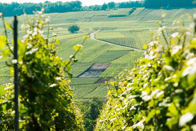 Champagne Day Trip with 6 Tastings, Reims and Winery from Paris - The family-run winery is usually the day’s most personal stop