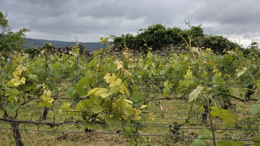 Champagne Vineyard Experience: Delve into the terroir - Who will enjoy this 90-minute visit