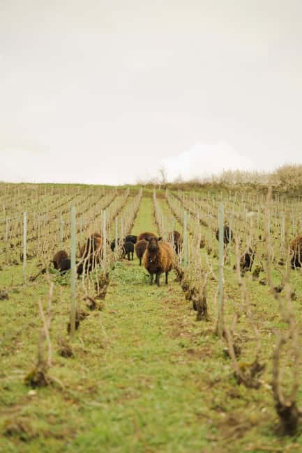 Champagne Vineyard Experience: Delve into the terroir - Sarah, Chléo, and the human side of the explanation