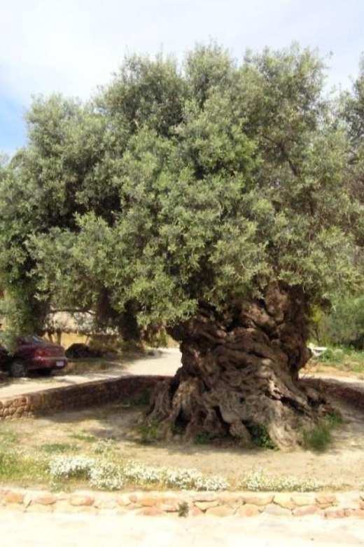 Chania Area: Food Tasting Tour with Winery Visit - Pnevmatikakis Winery: useful, casual, and not a luxury estate