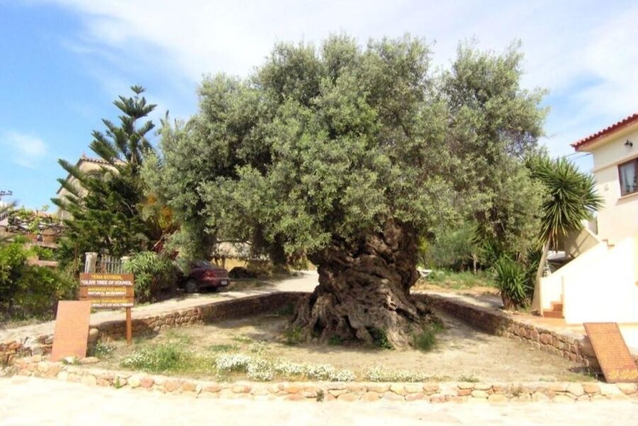 Chania Area: Food Tasting Tour with Winery Visit - Should you book it?