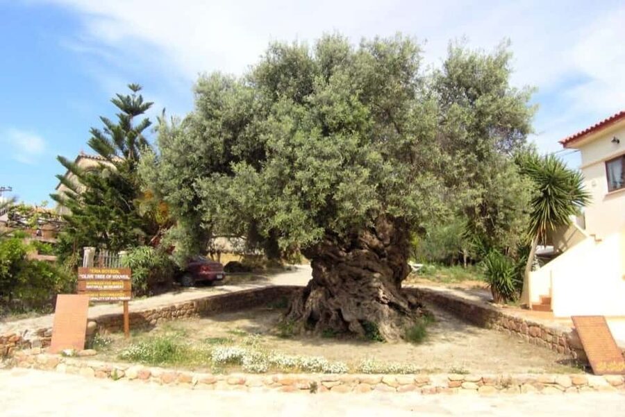 Chania Area: Food Tasting Tour with Winery Visit - Perivolakia Village and the taste of everyday Crete