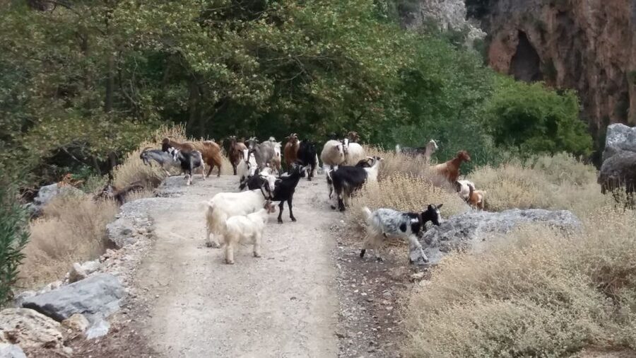 Chania: Milia Mountain Tour w/Lunch Olive Oil/Wine Tastings - Milia Mountain Retreat and the long Cretan lunch