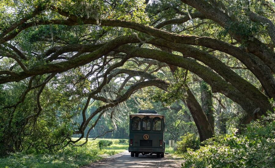 Charleston: Wadmalaw Island Wine Tasting and Tea Garden Trip - Five things to know before you book