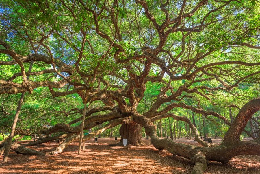 Charleston: Wadmalaw Island Wine Tasting and Tea Garden Trip - From Meeting Street to Wadmalaw Island