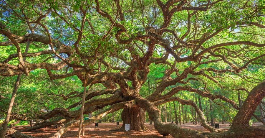 Charleston: Wadmalaw Island Wine Tasting and Tea Garden Trip - Charleston Tea Garden and its long trolley ride