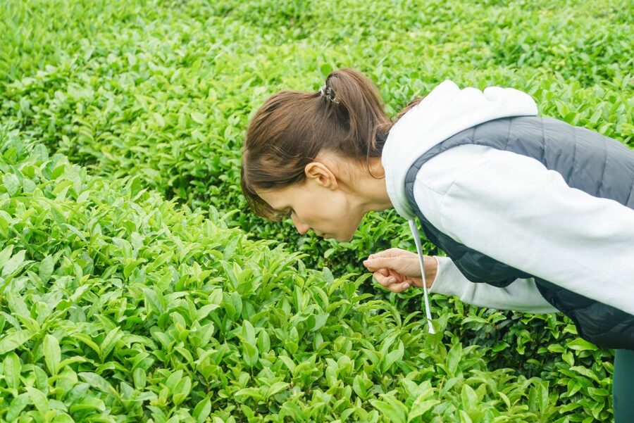 Charleston: Wadmalaw Island Wine Tasting and Tea Garden Trip - Should you book it?