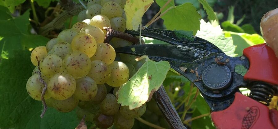 Château du Bois-Huaut: Cellar Tour and Wine Tasting Class - Key points to know before you go