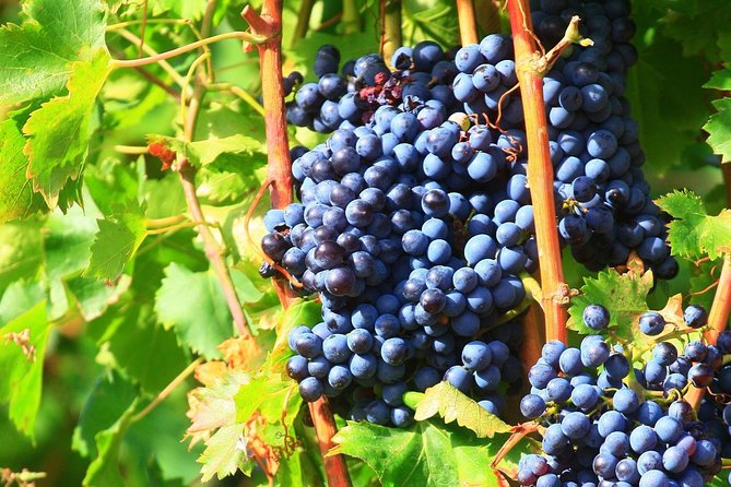 Châteauneuf du Pape Wine Day Tasting Tour including Lunch from Avignon - What the $193.57 price covers in practice