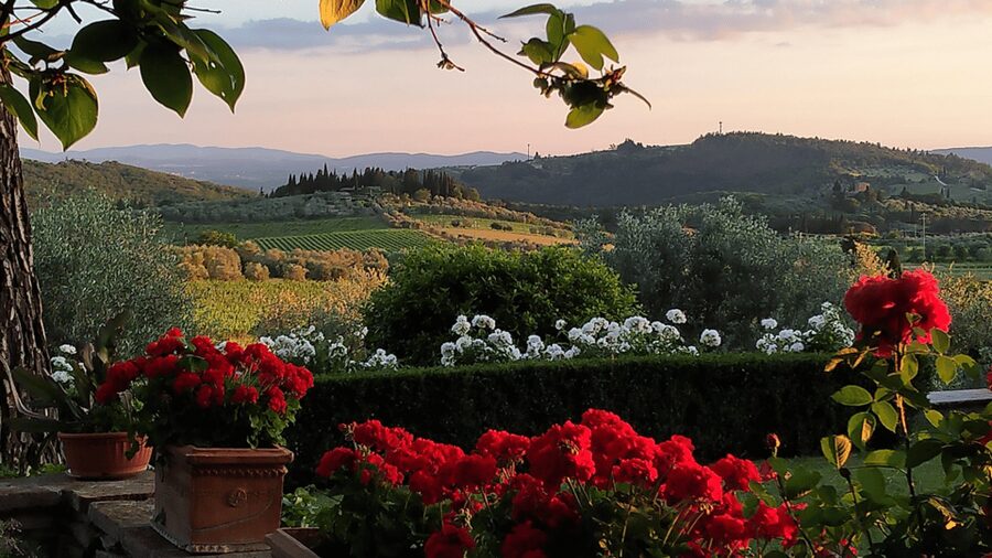 Chianti: Vineyard to Bottle Winery Visit with Tastings - Forty minutes among vines and olive trees