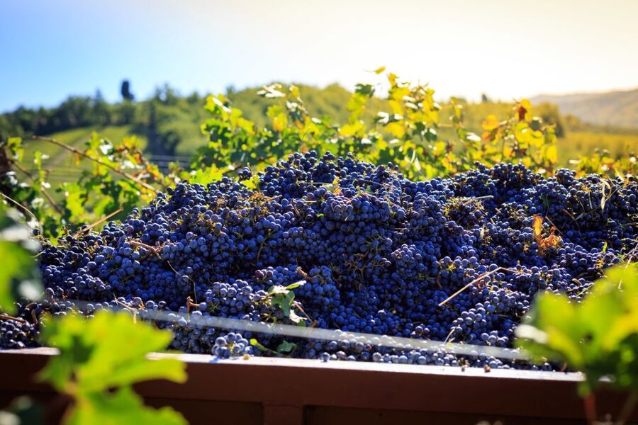 Chianti: Wine and Olive Oil Tasting with Cellar Tour - Key points to know before you book
