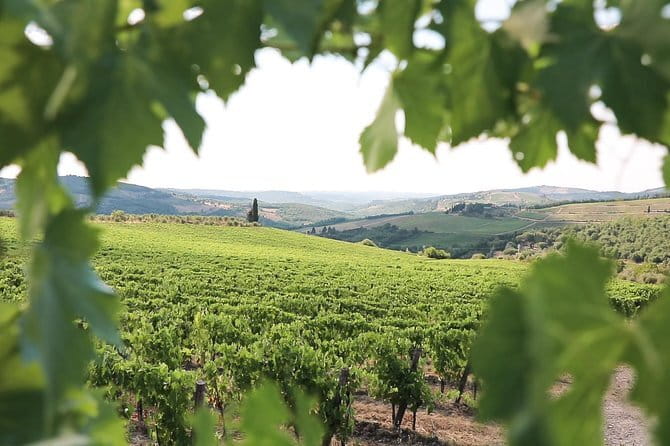 Chianti Wine Tour from Florence - Who should book this experience