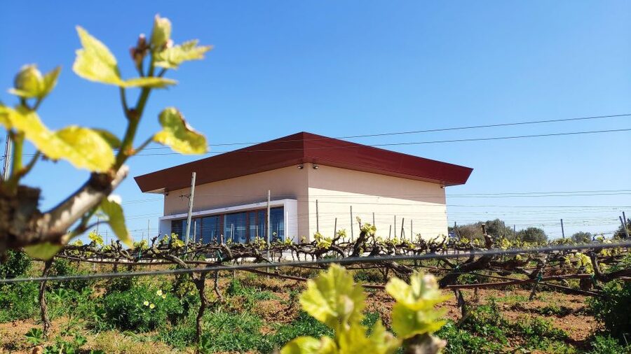 Ciutadella de Menorca: Family Winery Tour with Wine Tasting - From grapes to bottles in a short, clear lesson
