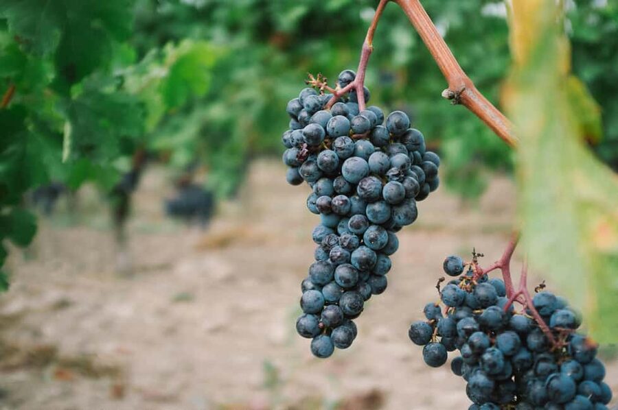 Côte de Beaune Half-Day Wine Tour from Dijon - From Place Darcy to Burgundy’s famous wine road