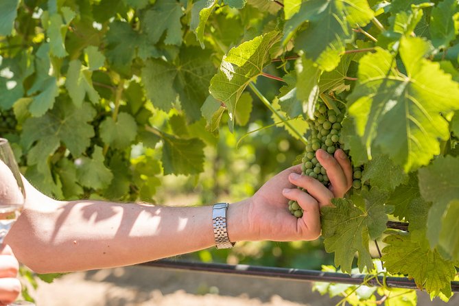 Cotes de Provence Wine Tour from Aix-en-Provence - Stop two: Domaine Terre de Mistral and changing winery options