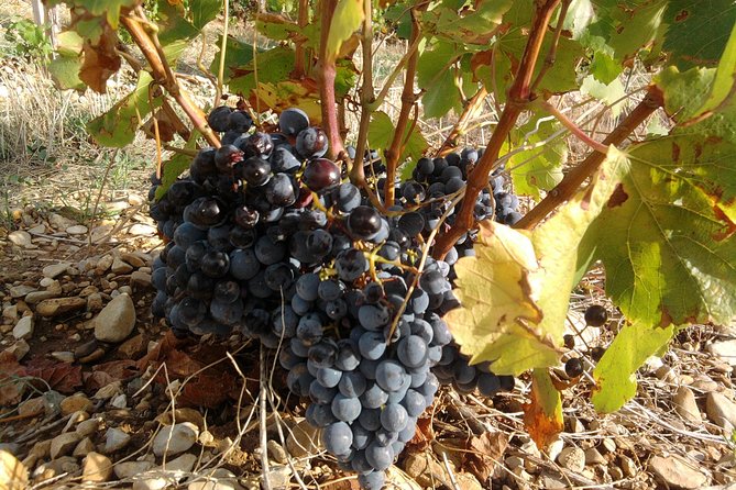 Cotes de Provence Wine Tour from Aix-en-Provence - Who will enjoy this tour most