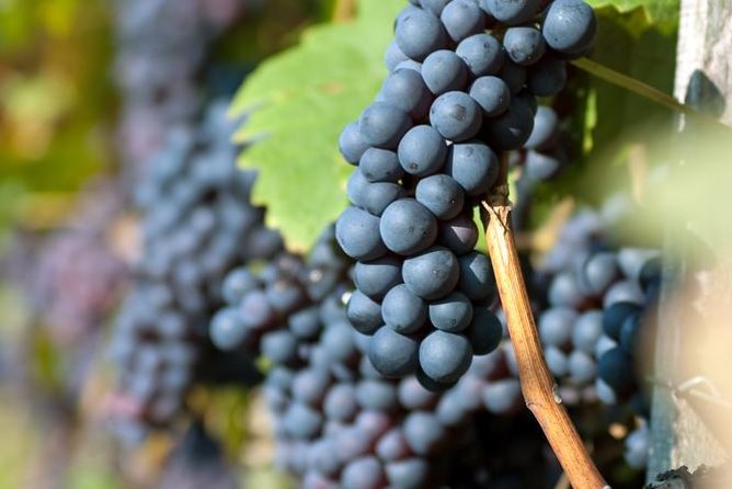 Countryside Half-day Gastro-Wine Tour from Budapest Meal & pickup - Choosing between the three tour formats