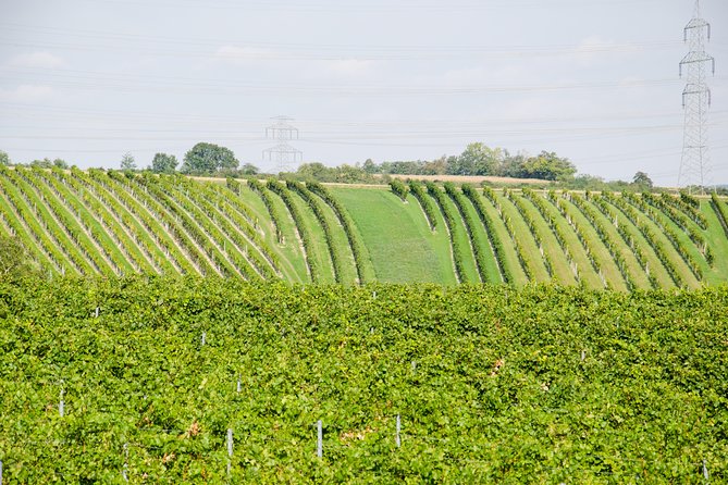 Countryside Half Day Wine Tour near Vienna - The group size and guide can shape the day