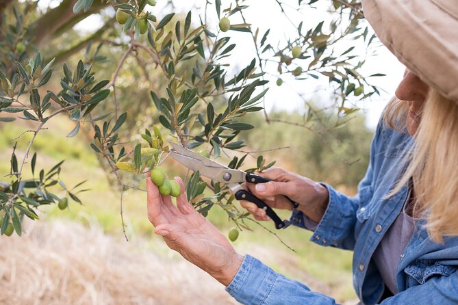 Cretan Wines & Olive oil tour - The treasures of Crete - The best reasons to choose it, and the main limits