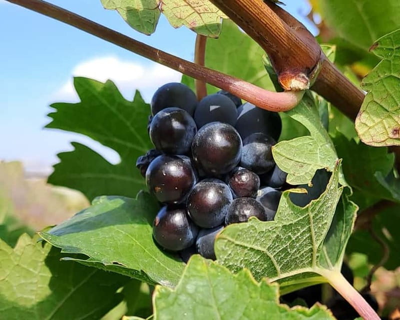 Crete: 2 Wineries Private Tour with Wine Tasting & Lunch - Why this Crete wine tour feels different