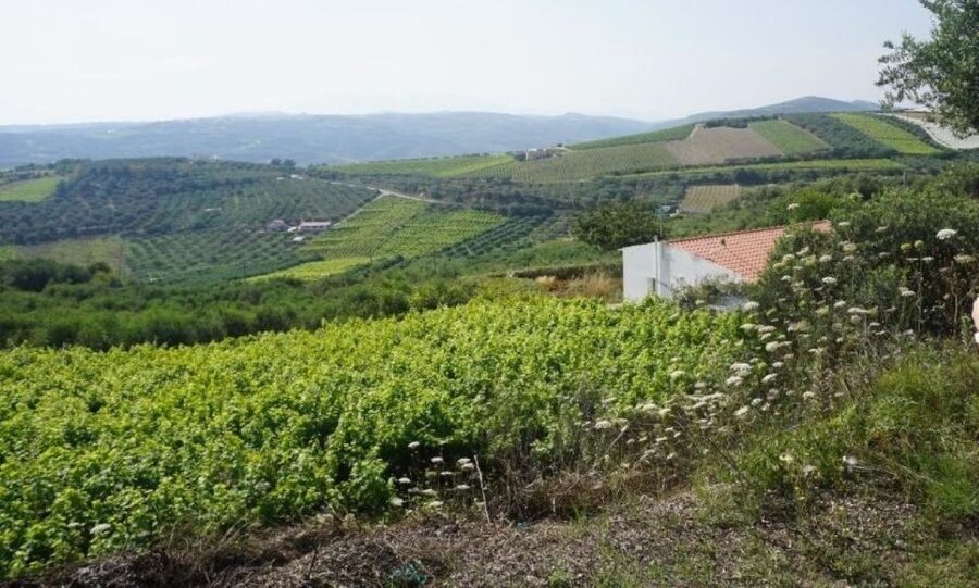 Crete: Full-Day Cretan Wines, Olive Oil, Raki and Food Tour - Raki, an old wine press, and a generous welcome