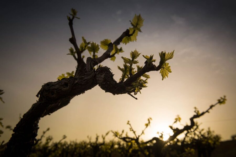 Crete: Olive, Wine, & Raki on a Flavorful Culinary Journey - Wine and raki in Stironas