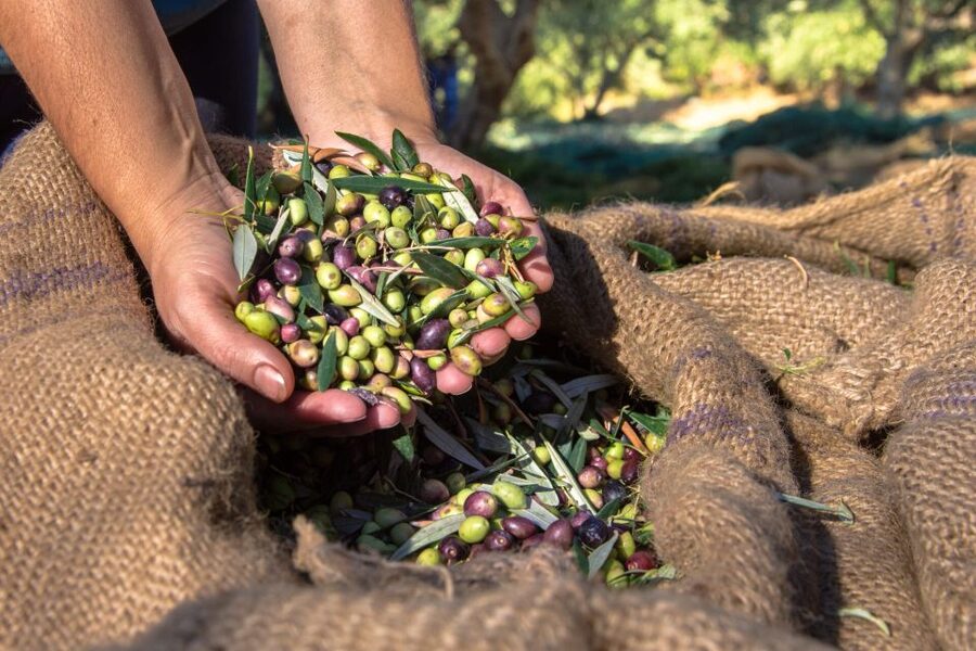 Crete: Olive, Wine, & Raki on a Flavorful Culinary Journey - What $126 gets you