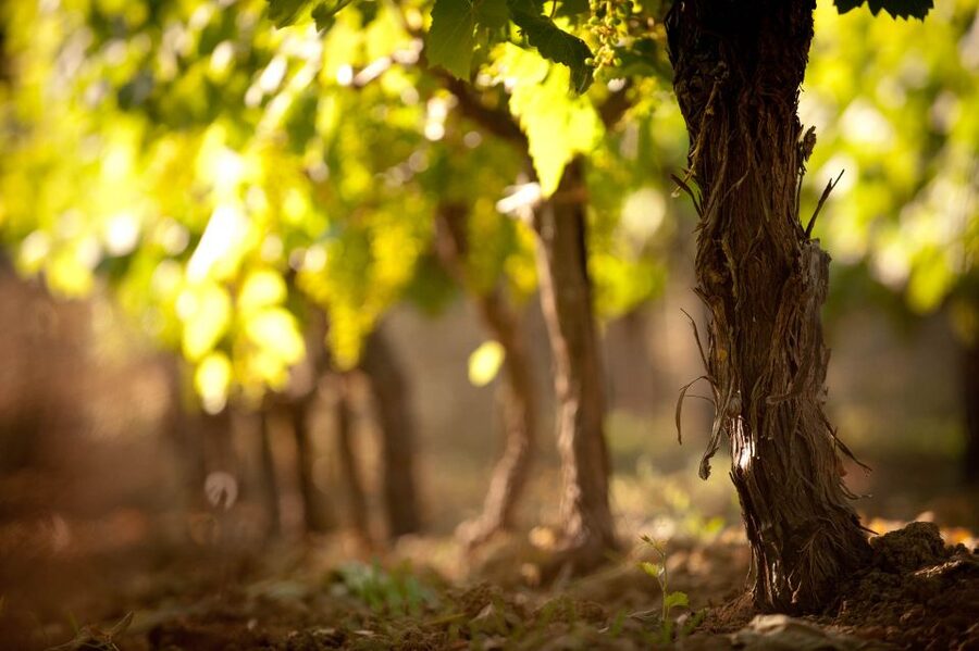 Crete: Olive, Wine, & Raki on a Flavorful Culinary Journey - The olive grove and mill in Skalani