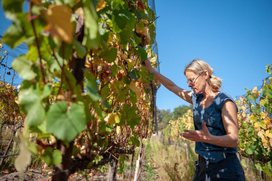 Crete Private Tour: The Secrets of Wine, Olives & Honey - Starting from Rethimno in a private 4x4