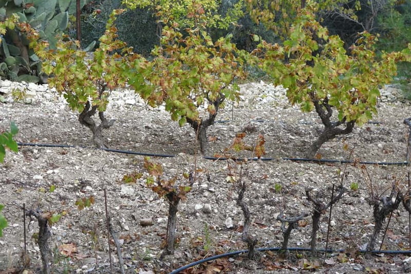 Cyprus: Troodos Mountain Food & Wine Tasting Tour with Lunch - Why this tour reaches the real Troodos villages