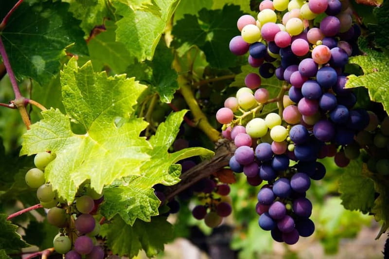 Cyprus: Troodos Mountain Wine Tour with a Local - Quick points before you book