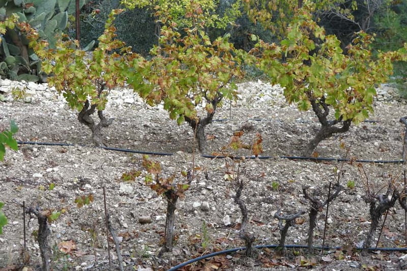 Cyprus: Troodos Mountain Wine Tour with a Local - Who will enjoy this day most