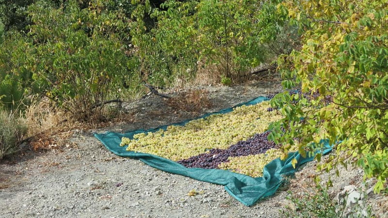 Cyprus: Troodos Mountains Villages and Wineries Tour - Three wineries, three different personalities