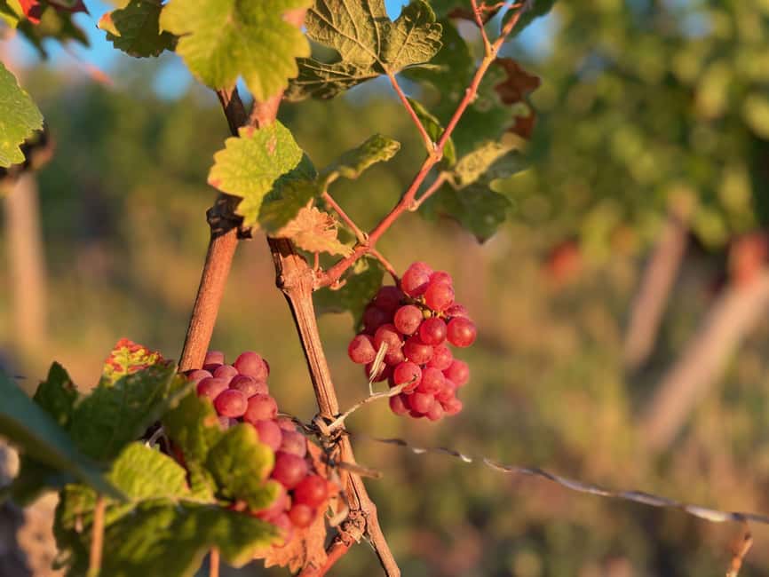 Dare to Alsace Wine with a Feminine Touch - Practical details before you go