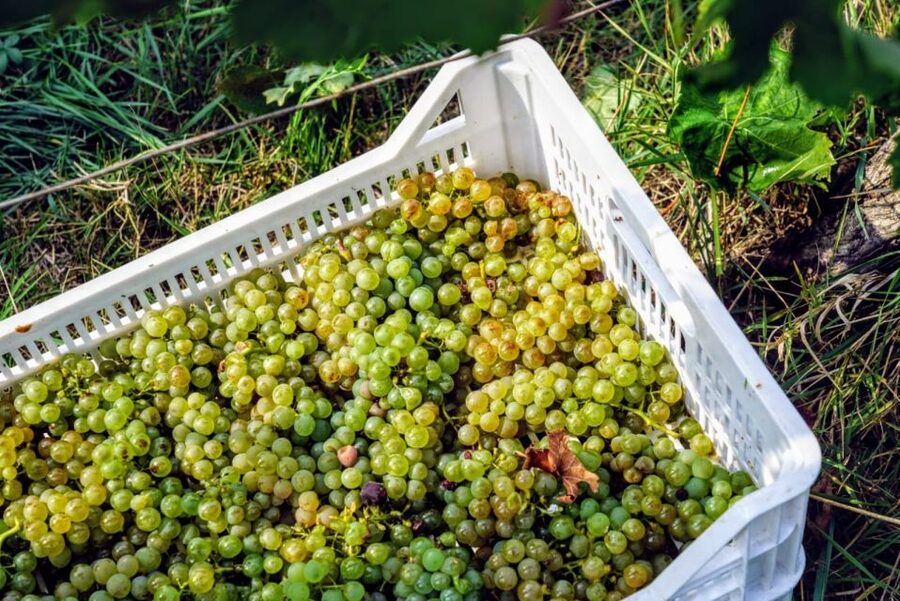 Desenzano: Lugana Wine-Tasting and Vineyard Tour - Cold cuts, cheeses, bread, and the right expectations