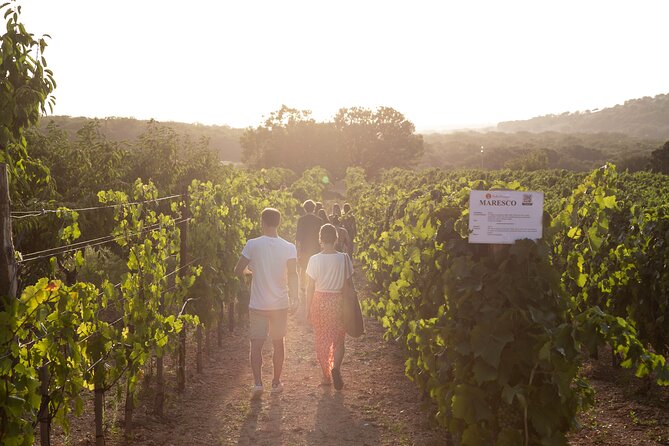 Dinner in the vineyard with wine tasting and walk - A vineyard evening in the Itria Valley