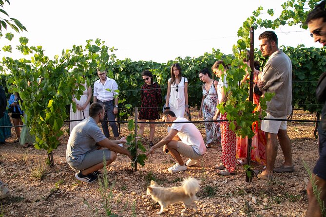 Dinner in the vineyard with wine tasting and walk - The Apulian menu, course by course